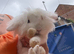 Male rabbit lion head