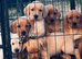 RKC REG'D GOLDEN YELLOW BEAUTIFUL LAB PUPS