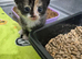 Sushi's litter