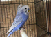 Nice budgies