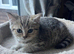 Gorgeous British shorthair male kitten