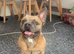 Golden Frenchie cross. Female