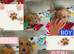 Daxie puppies for Sale