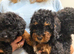 Small miniature poodle puppies