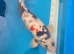 japanese showa koi 55cm