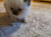 Ragdoll kittens ready 26/9