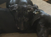 2 male puppies