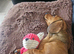 Female dachshund