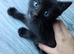 Lovely sweet boy kitten 6 weeks