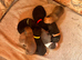 Lurcher Puppies for Sale
