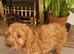 Beautiful Toy Cavapoo Boy ️