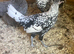 Silver Appenzeller Spitzhauben for sale