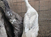 Indian Runner Ducks