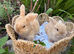 *Netherland x mini lop girls*
