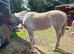 Irish draught - foal