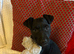 Beautiful girl jrt