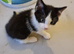 LAST KITTEN AVAILABLE. Ragdoll Mix Bhs