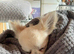 Long Haired Chihuahua for sale