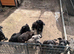 3/4 cane corso 1/4 Belgium Malinois