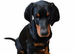 HIGH QUALITY DOBERMAN PUPPIES &ndash; CHAMPION BLOODLINES &ndash; FULLY HEALTH TESTED PARENTS