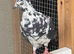 Pigeons for sale