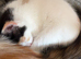 Ragdoll x tabby’s
