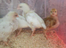 Leghorn Chicks for Sale &ndash; Bridgwater