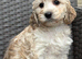 F1 cockapoo puppies