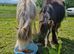 Red blagdon colt