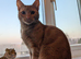 Female Ginger kitten 9 months old