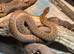 Childrens Python at Birmingham Reptiles