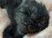 male kitten