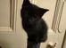 Kittens looking for forever homes