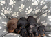 Beautiful mini dachshunds!! ALL SOLD
