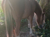 Registered Section A 2 year old Filly