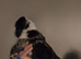 2 cocker puppies