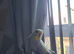 Budgies looking for new home