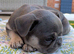 French bulldog puppies Kennel Club registered