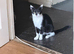 Black and white cat