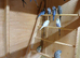 Young budgies