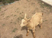 Two goats for sale - one female and one wether