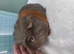 Female guinea pigs
