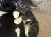 Gorgeous kittens
