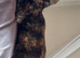 Female torti cat