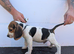 READY NOW Gorgeous Beagle puppies
