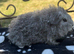 Teddy and Texel boys available