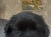 Chow chow x springer