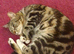 Female bengal for stud