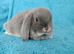Selection of mini lop babies available