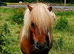 Shetland stallion at stud